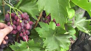 Сорт винограду "Брависсимо" - сезон 2022 # Grape variety "Bravyssymo" - season 2022