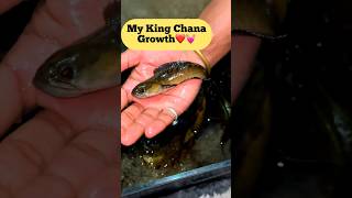 My Chana Fish is a king 👑 and growth🥰❤️💓 #fish #chanabarca #riverfish #fishtank #shorts #viral