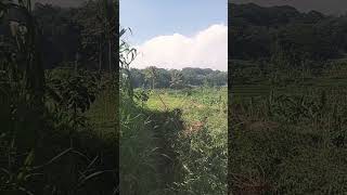 panas Baraya gawe di kebon mah