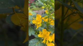 Winter Senna pendula flowers || Home Gardening | #flowers #gardening #youtubeshorts #winter