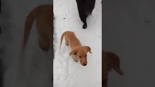 Dumpling n Pancake playing,Golden retriever puppy vs Prynees mix