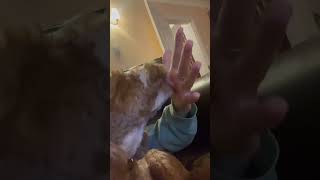 Dog licking hand!! #shorts #funny #animals #dog