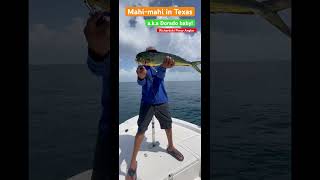 How to catch mahi-mahi a.k.a dorado in Texas water.