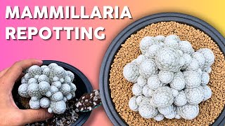 How to Repot Mammillaria humboldtii Like a Pro