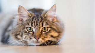 Cats and Their Love for Ping Pong Balls: Bouncing Fun!