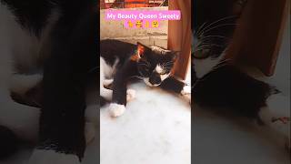 Black Beauty My Sweety 🐈😻🥰👌👌🤗 #cuteanimals #shortvideo #catvideos #viralshort #trendingshorts #cat