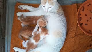 Mom cat feeding fresh milk for her beloved newborn baby kittens