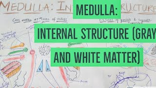 MEDULLA OBLONGATA : INTERNAL STRUCTURE | Neuroanatomy