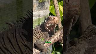 Humans Eating Iguanas to Critical Endangerment (Delicatissima) #shorts #wildlife #animals #reptiles