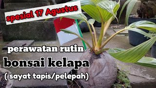 cara merawat bonsai kelapa (sayat tapis dan pelepah) spesial 17 Agustus