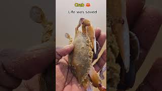 Crab life was saved #arcade #trending#ytshorts#viralvideo #fish #respect #beach