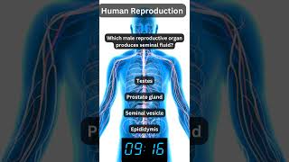 Human reproduction NEET MCQ 20