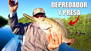 DEPREDADOR y PRESA en la PESCA