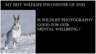 My best wildlife experience of 2020 / Is wildlife photography good for our mental wellbeing?