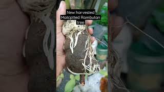 Bagong harvest na MARCOTTED Rambutan tree