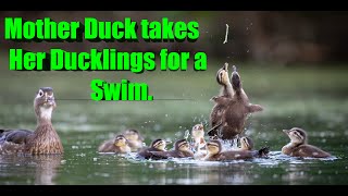 Mother Duck Takes Her Ducklings for a Swim #mother_duck #ducklings