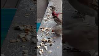 HANGRY! Male Cardinal hissing & chasing off everyone