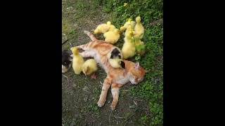 Sleeping RED CAT surrounded by LITTLE DUCKS