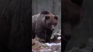 Интеллект 🐻 очень высок...