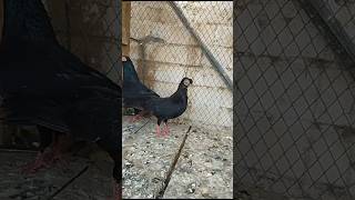 Budapest Tumbler pigeon|| #foryou #viralvideo #viral #youtubeshorts #ytshorts #trending #reels