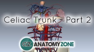 Celiac Artery/Trunk - Part 2 - Anatomy Tutorial