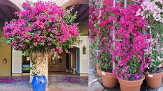 جيرانى سألونى إزاى شجرة الجهنمية | Bougainvillea عندى مزهر ؟ فقررت اقولكم ... السر