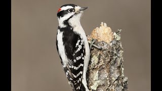 Woodpeckers are destroying my house!!  AGAIN!