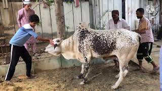 Dangerous Cow Qurbani 2022