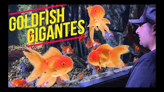 LOS PECES GOLDFISH DE TAILANDIA😮🐠🐠