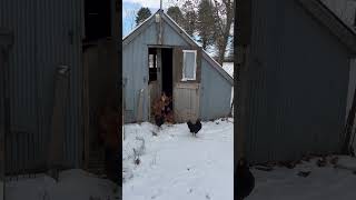 Chickens in the snow #chicken #coop #chickendance