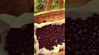 Northern Giant Blackcurrant suitable for Finland #shorts