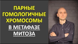 30. Парные гомологичные хромосомы в метафазе митоза