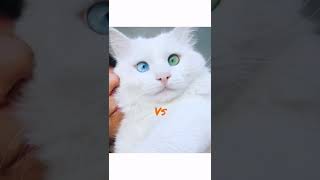 Van Cats Vs Manx cats which Breed is the cutest? 😻😍