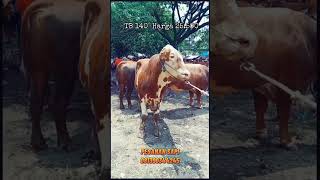 PASAR MULAI RAME,SAPI JUMBO MULAI KELUAR KANDANG #peternaksapi #sapi #cow #shorts