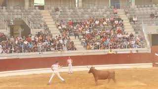 Bull fighting in Spain 2023 vaquillas