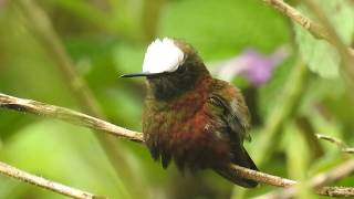 Snowcap (Microchera albocoronata), Costa Rica.