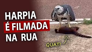 HARPIA filmada em ÁREA URBANA com QUATI NAS GARRAS!