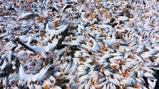 Pelicans Bird Paradise - The largest population of pelicans in the wild