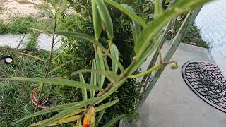 Huge and Baby Monarch Caterpillars on Milkweed Plant!