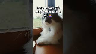 rien à voir ! #france #abonnetoi #funny #cat #animals #comment #chat