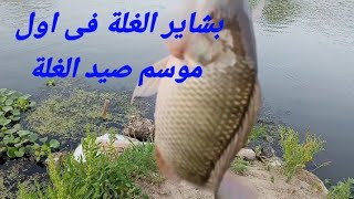 شوف بشاير الغلة