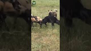 The teamwork of the wild dogs is amazing! wild dog vs buffalo #short #animal #tulowild #wildanimal