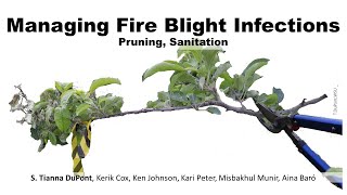 Managing Fire Blight Infections: Pruning, Sanitation