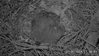 06 27 24 Aussie Sea Eagle lays first egg of the season