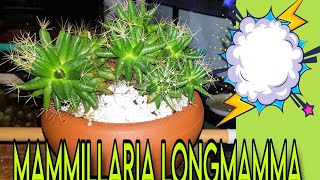 Mammillaria Longmamma, bombando, Atualização...