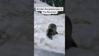 Grinder the Grizzly bear, Whistler Mountain, Canada