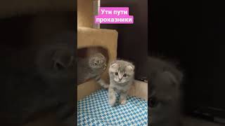 #shorts котята играют #video