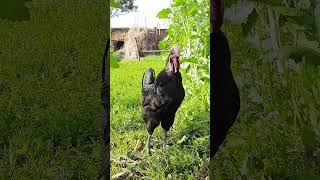 Beautiful Kadaknath Rooster 🐓 #rooster #hen #rooster #viral #animals #shorts #shortvideo #desi