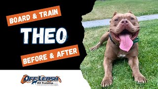 Pit Bull, 1.5 y/o, “Theo” | Amazing Obedience Training, Spokane WA