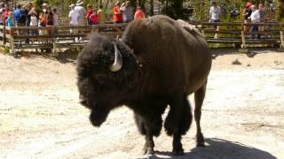 Yellowstone National Park - Bison grunts in the Mud Volcano area